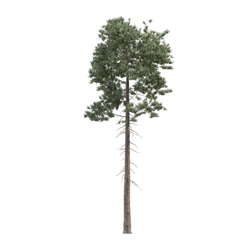 Pinus ponderosa - Pinus 02